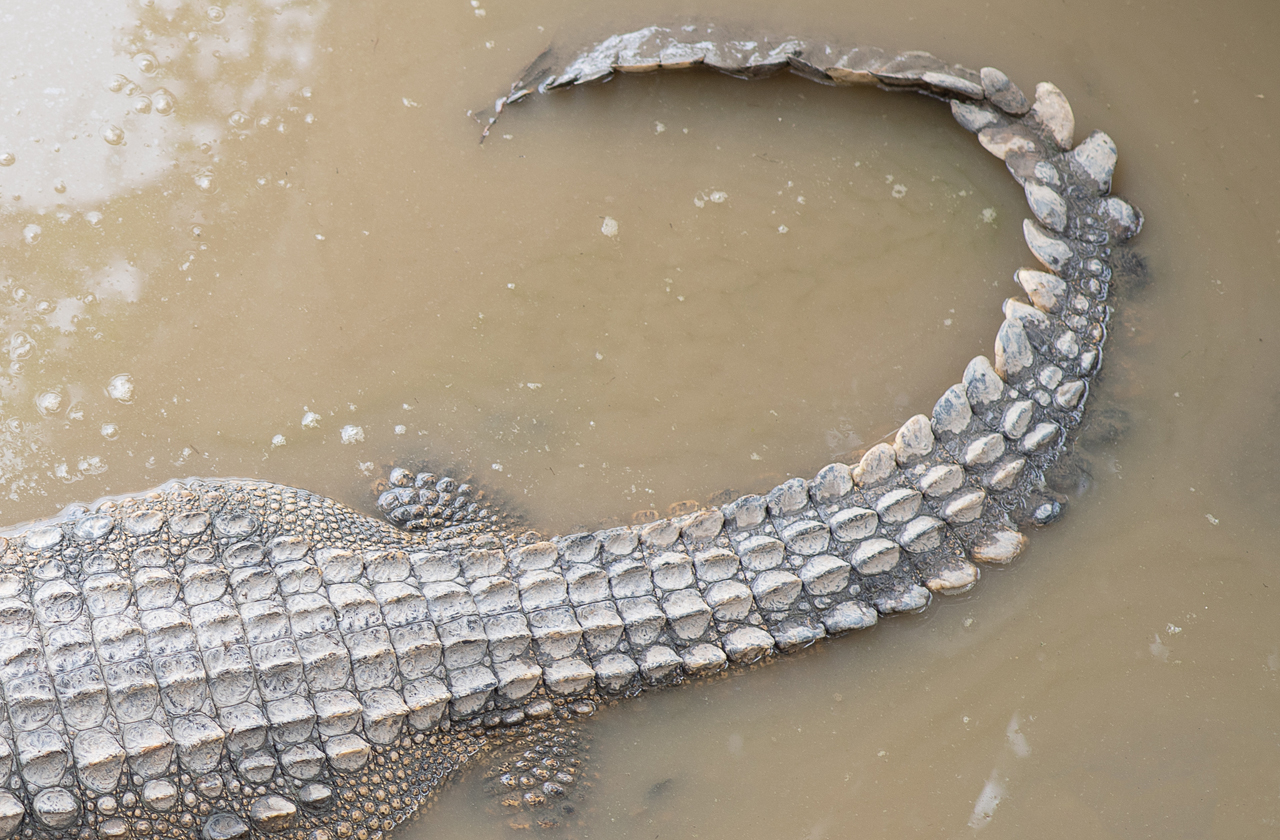 COLORBOND® steel - Riversand® fencing inspiration. Crocodile in a river