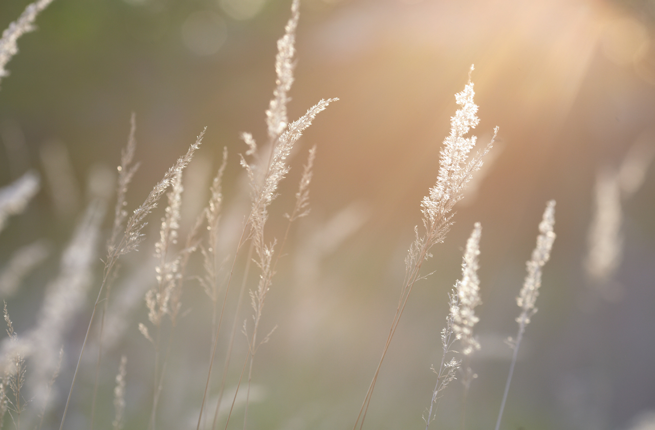 Australian native grass, inspiration for COLORBOND® steel in the colour Evening Haze® 