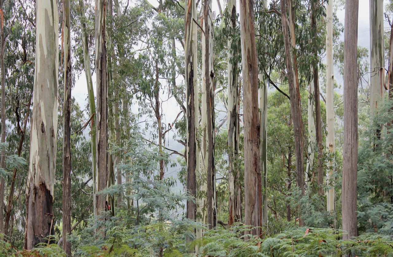 COLORBOND® steel in the colour Pale Eucalypt®.  Towering Eucalyptus trees in the Australian Bush.