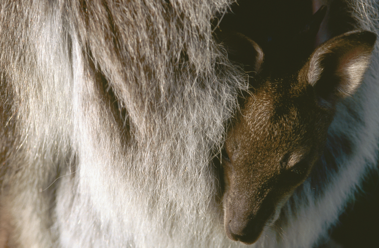 COLORBOND® steel in the colour Wallaby®. Australian marsupial Kangaroo or Wallaby