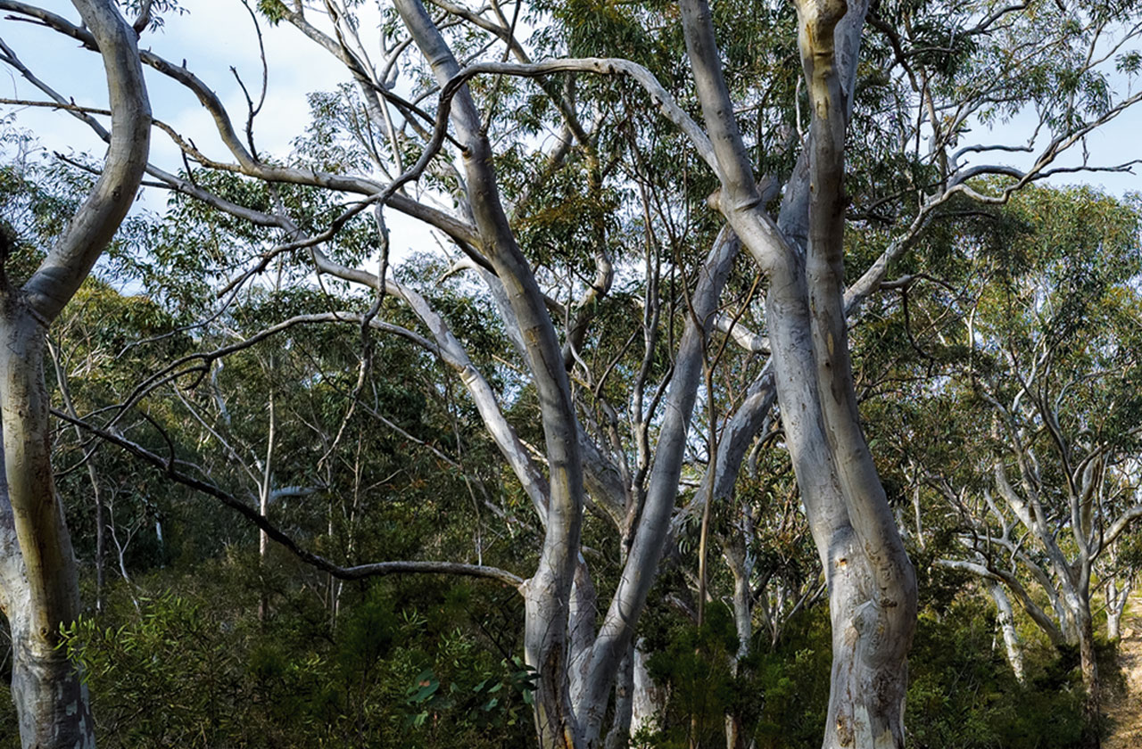 COLORBOND® steel in the colour Woodland Grey®.  Eucalyptus trees in the Australian bush.