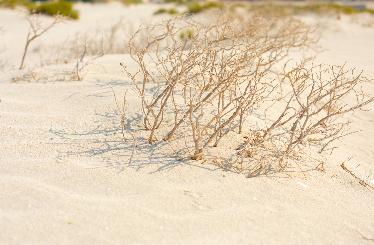 COLORBOND® steel - Domain® fencing inspiration. Bush growing out of a Sand dune.