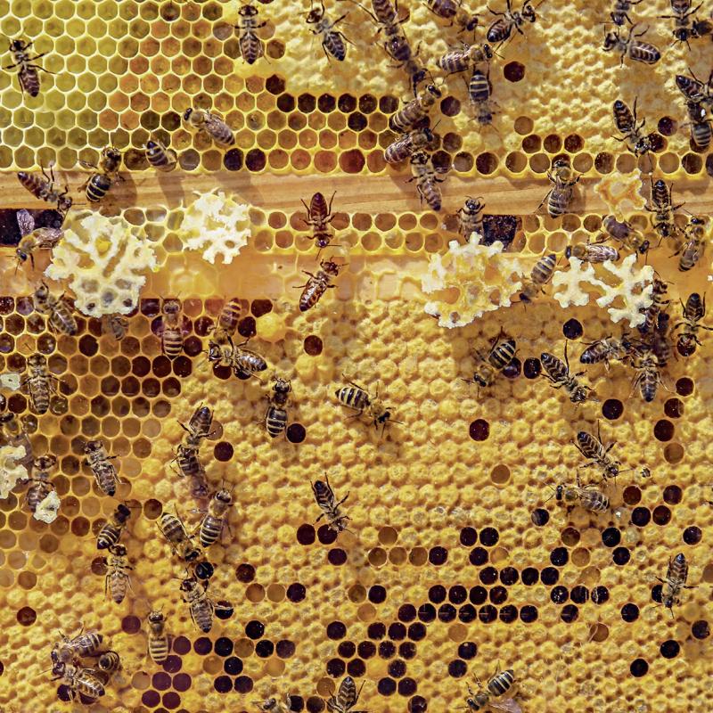 COLORBOND® steel. Tree Change. flatlay inspiration.  Bees in a beehive making honeycomb