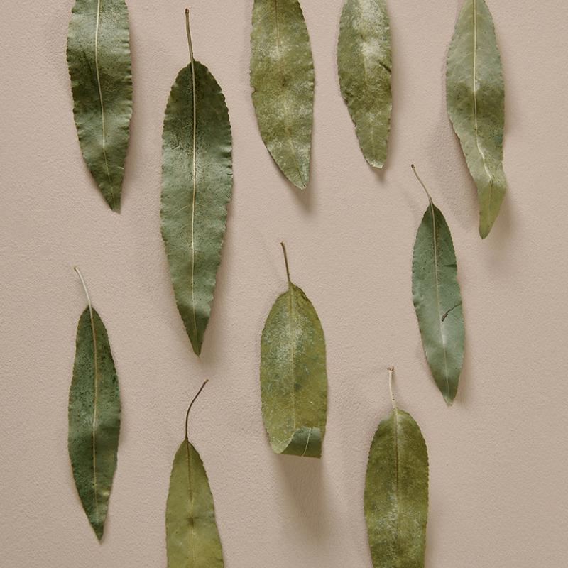 COLORBOND® steel.  Colours of Australia. Flatlay inspiration. Australian Eucalyptus Leaves