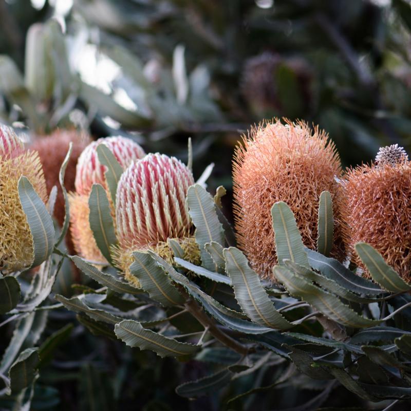 COLORBOND® steel. Tree Change. Flatlay inspiration.  Australian Banksia Bush/Tree