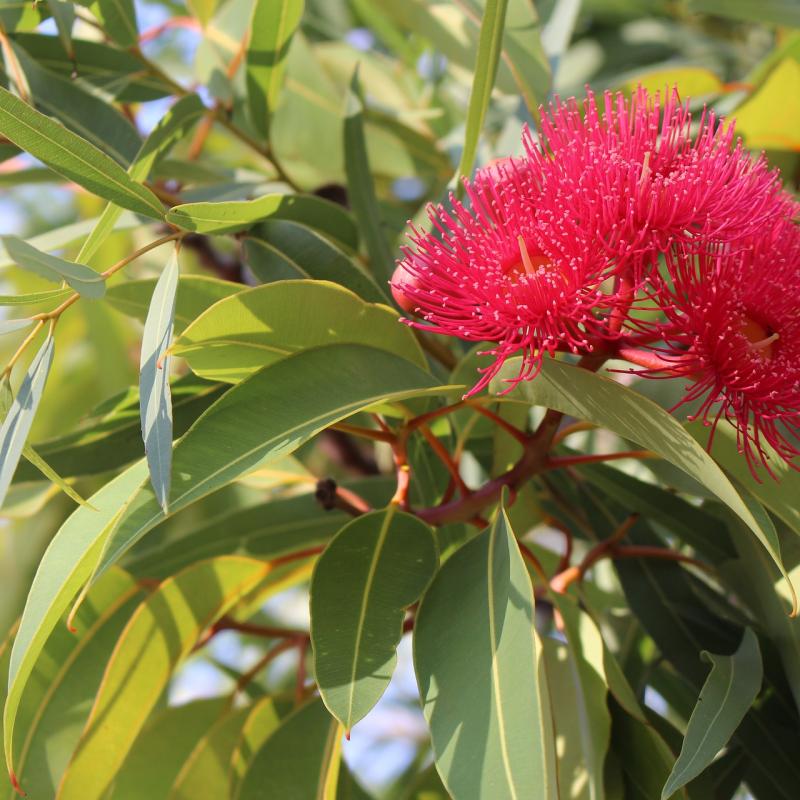COLORBOND® steel.  Colours of Australia. Flatlay inspiration. Australian Eucalyptus Flower Blossoms