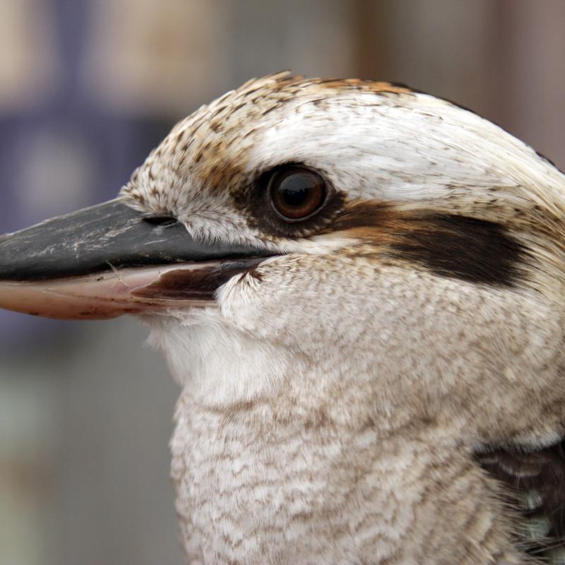 COLORBOND® steel.  Colours of Australia. Flatlay inspiration. Kookaburra Australian Native Bird.