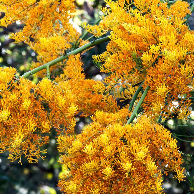 COLORBOND® steel.  Colours of Australia. Flatlay inspiration.  Australian Christmas Tree Bush with Orange and Yellow flowering blossoms.