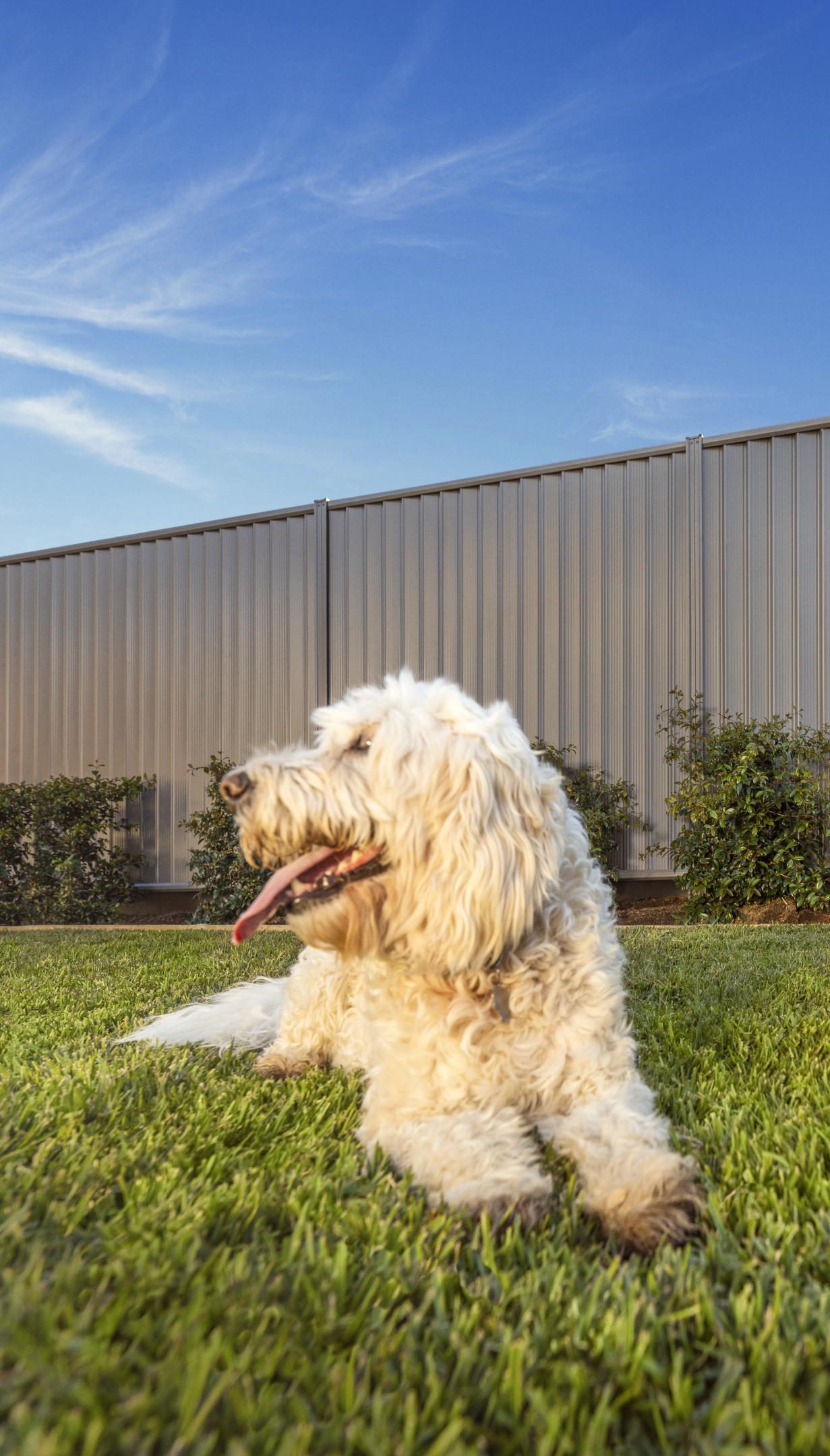 Fencing  made from COLORBOND® steel in colour Basalt®