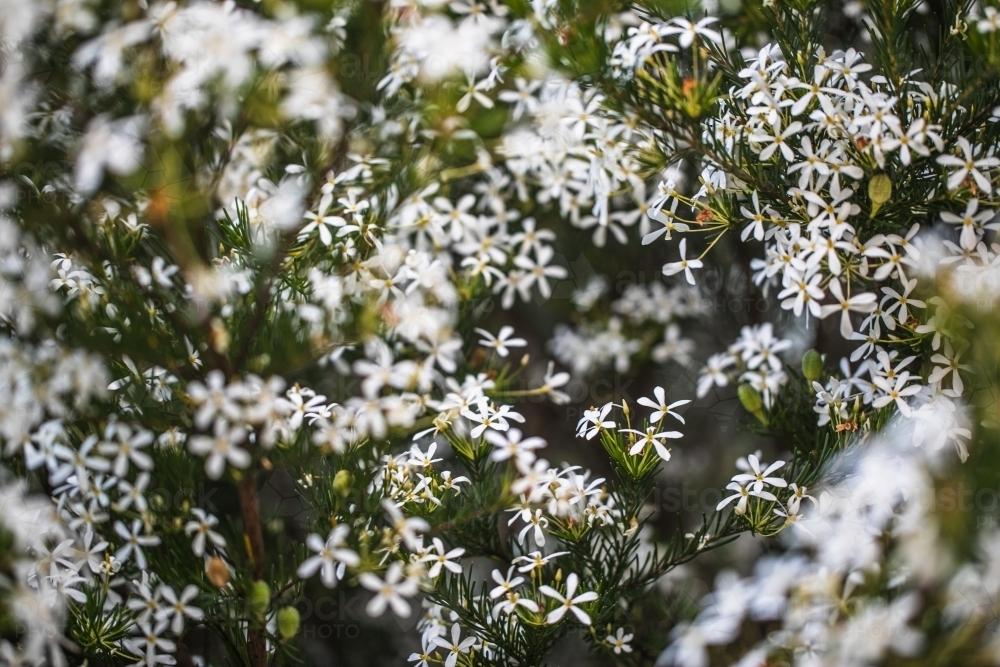 Australian Native Flora the wedding bush inspiration for COLORBOND® steel  pale tones for contemporary or heritage buildings