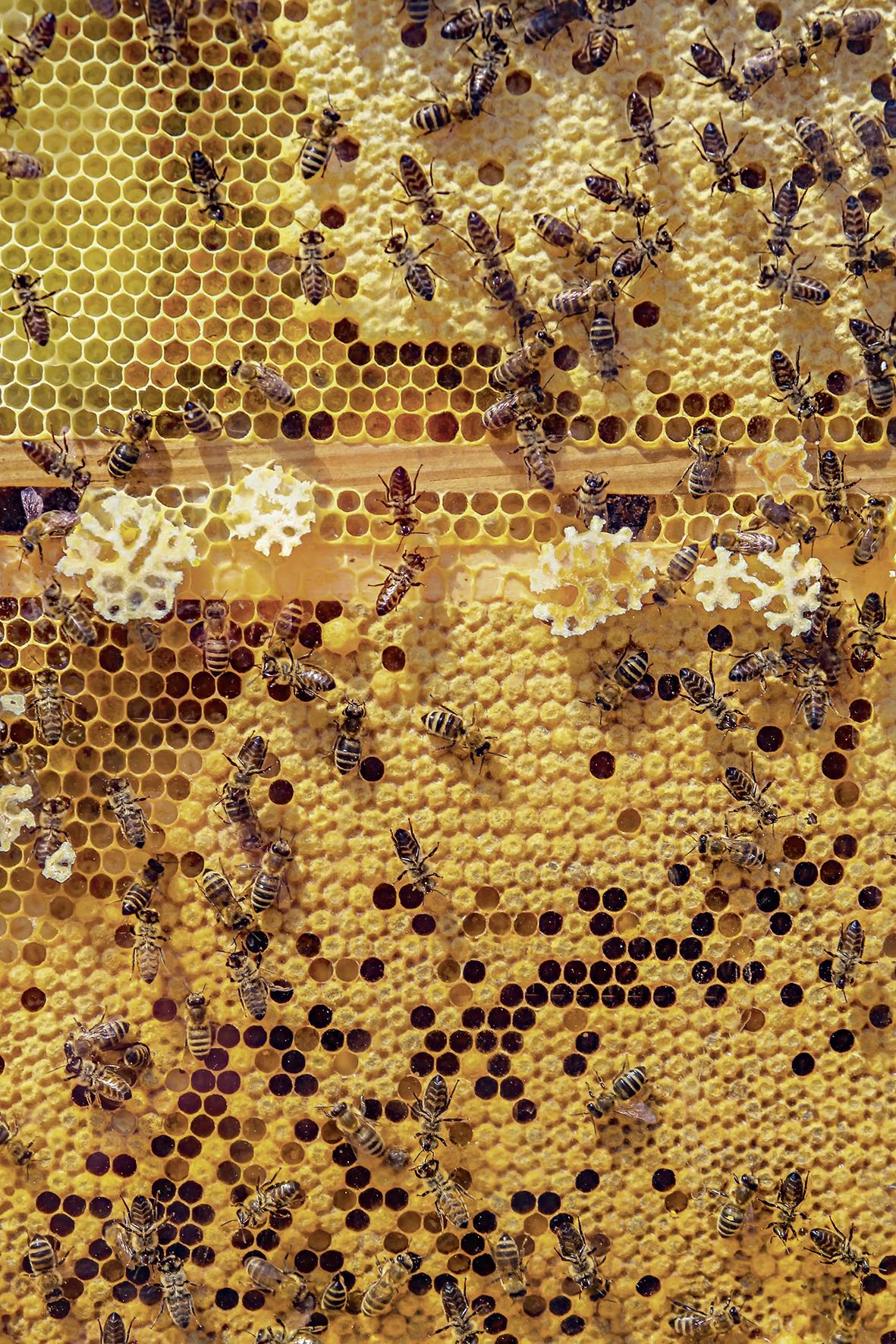 COLORBOND® steel. Tree Change. flatlay inspiration.  Bees in a beehive making honeycomb