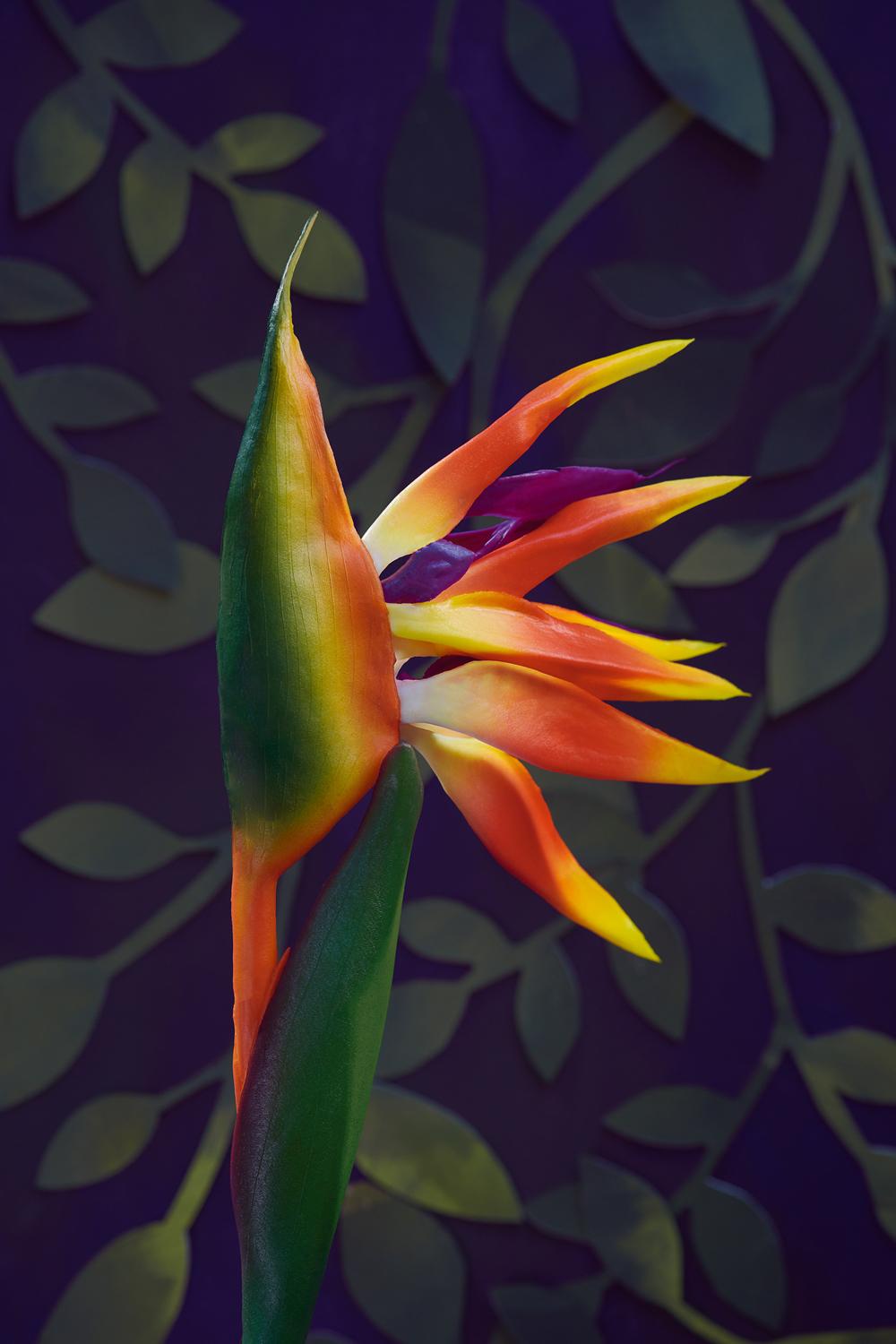 COLORBOND® steel. Colours of Australia.  Flatlay Inspiration, Australian Bird of Paradise