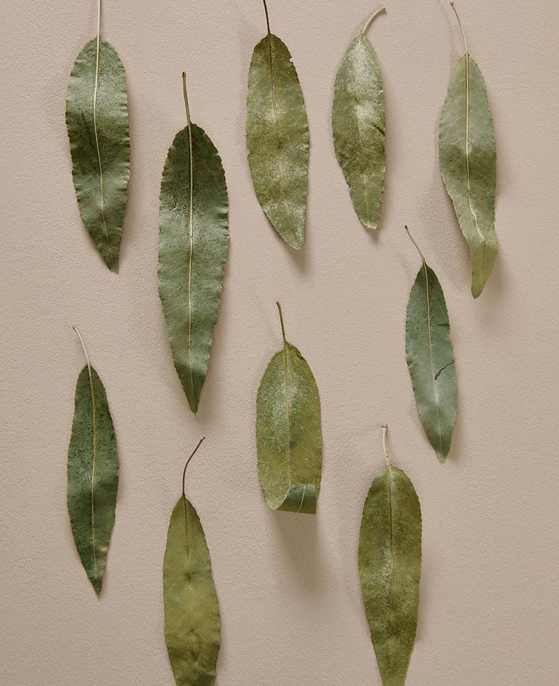 COLORBOND® steel.  Colours of Australia. Flatlay inspiration. Australian Eucalyptus Leaves