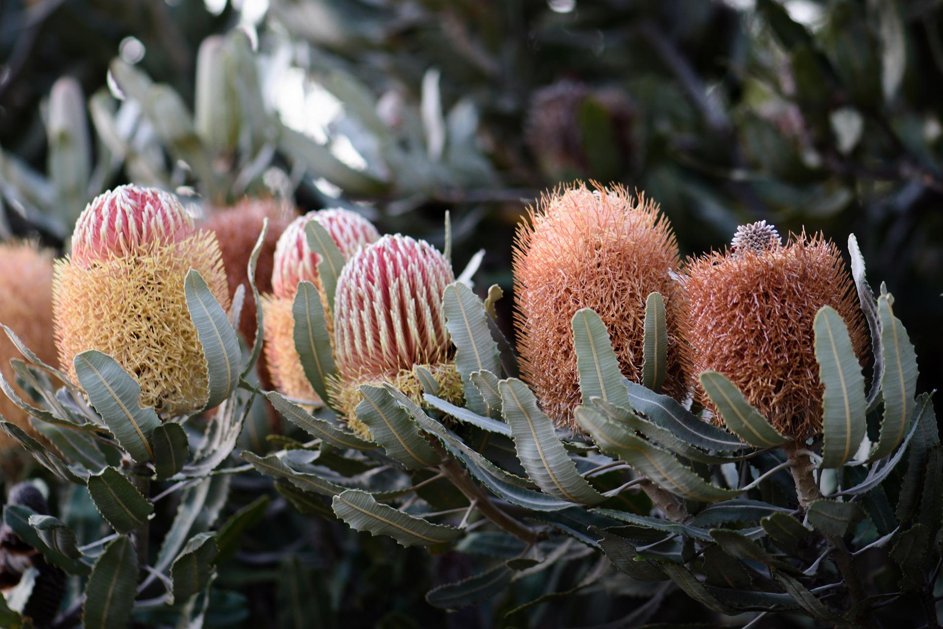 COLORBOND® steel. Tree Change. Flatlay inspiration.  Australian Banksia Bush/Tree