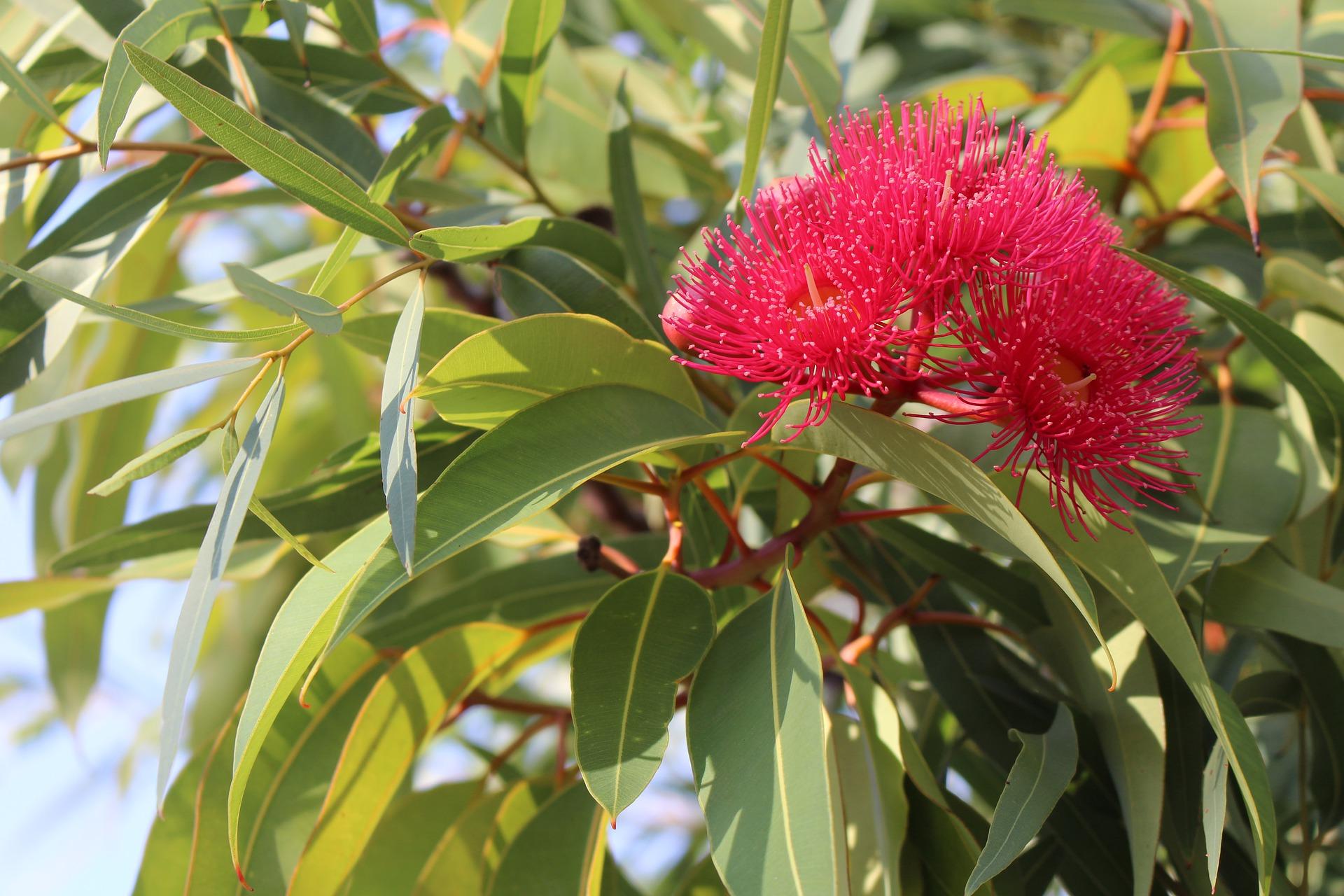 COLORBOND® steel.  Colours of Australia. Flatlay inspiration. Australian Eucalyptus Flower Blossoms
