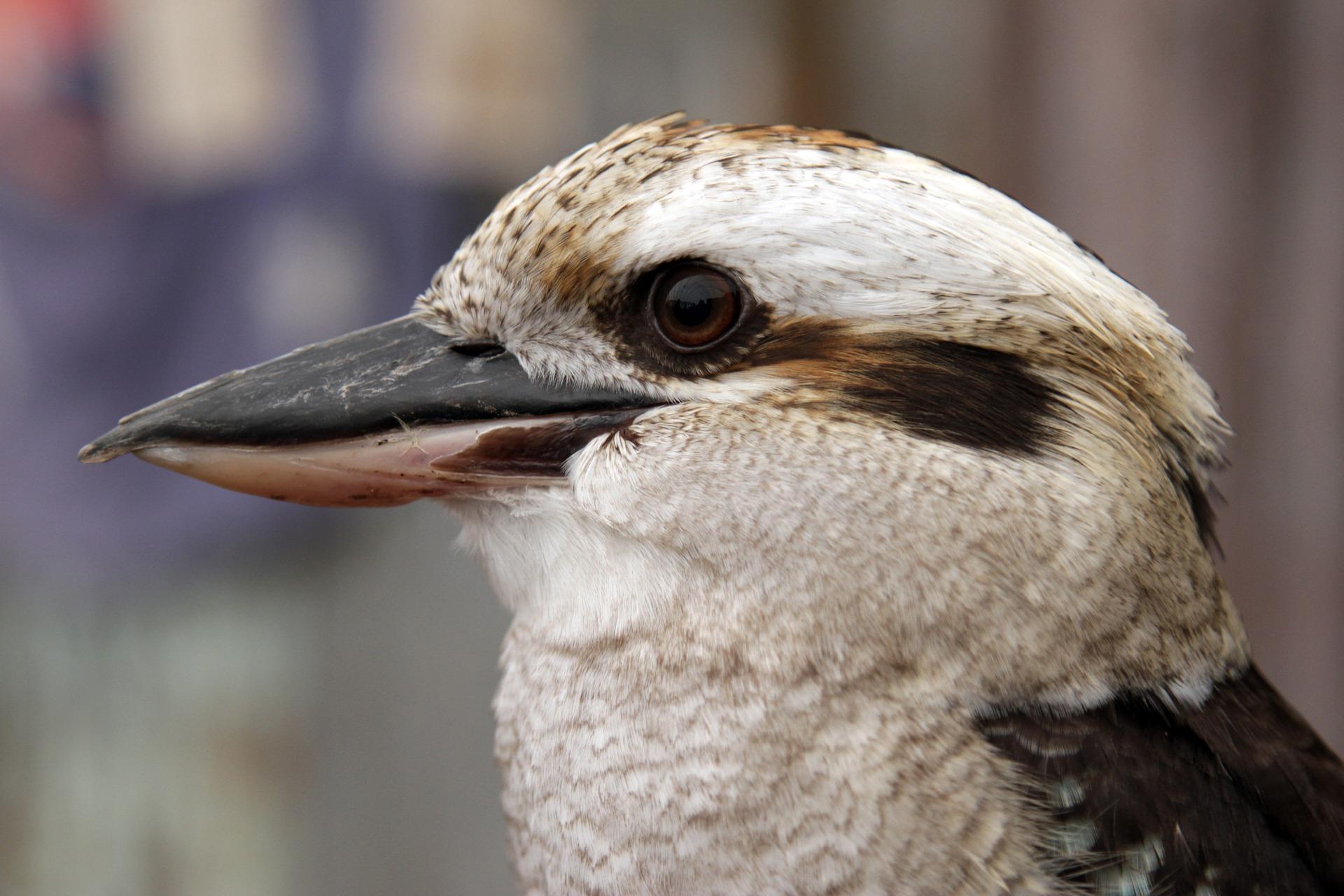 COLORBOND® steel.  Colours of Australia. Flatlay inspiration. Kookaburra Australian Native Bird.