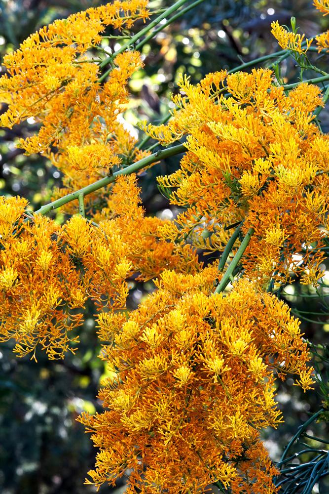 COLORBOND® steel.  Colours of Australia. Flatlay inspiration.  Australian Christmas Tree Bush with Orange and Yellow flowering blossoms.