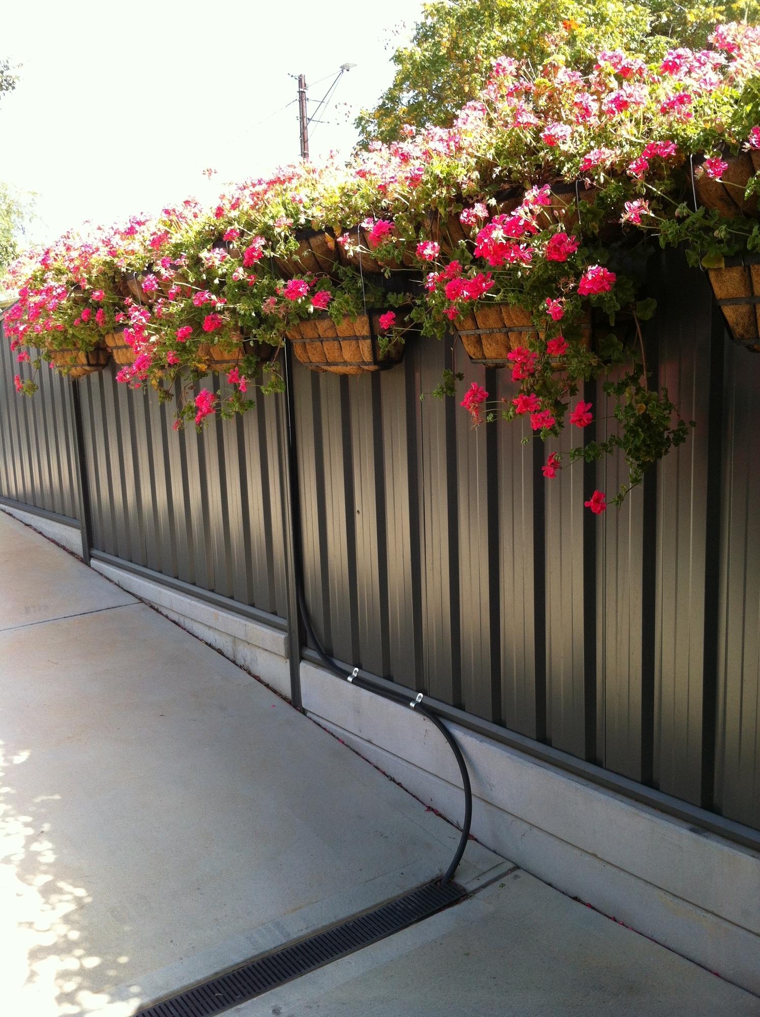 Glenys from St Marys, SA loves COLORBOND® steel. Fencing made from COLORBOND® steel in colour Dune®